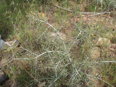 Aspalathus acanthoclada, photographed by douglaseustonbrown