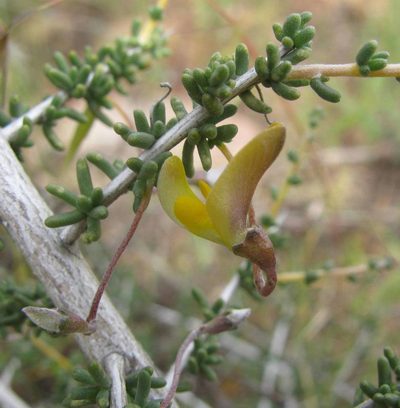 Aspalathus acanthoclada, photographed by douglaseustonbrown