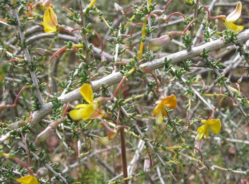 Aspalathus acanthoclada, photographed by douglaseustonbrown
