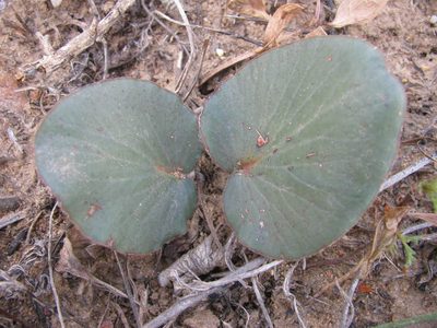 Pelargonium asarifolium, photographed by douglaseustonbrown