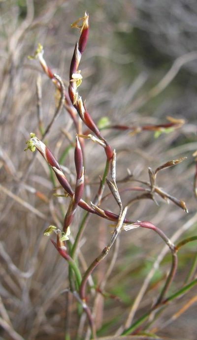 Restio pratensis, photographed by douglaseustonbrown