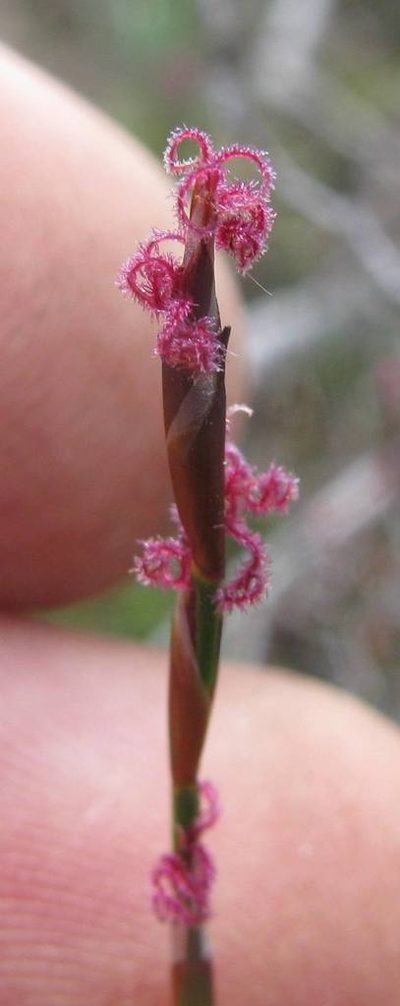 Restio pratensis, photographed by douglaseustonbrown