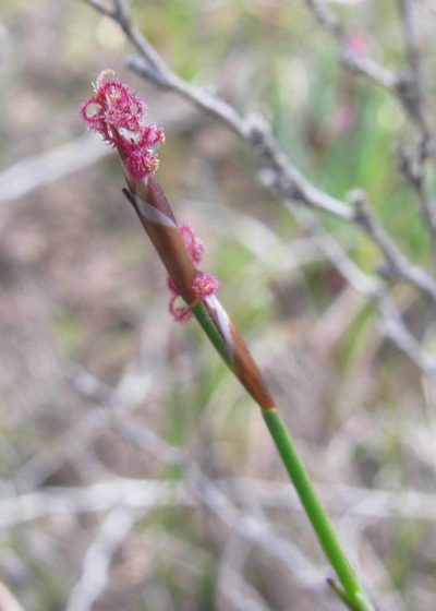 Restio pratensis, photographed by douglaseustonbrown