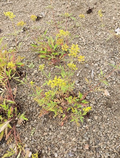 Patrinia rupestris, photographed by Юлия
