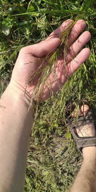 Eragrostis pilosa, photographed by Oleksii Vasyliuk