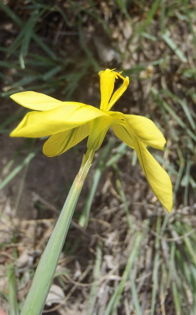 Moraea cookii, photographed by Nicola van Berkel