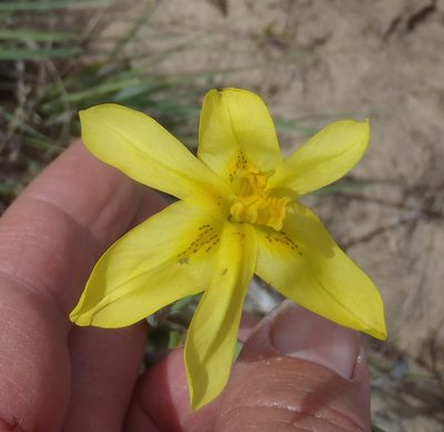 Moraea cookii, photographed by Nicola van Berkel