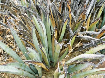 Yucca endlichiana, photographed by amantedarmanin