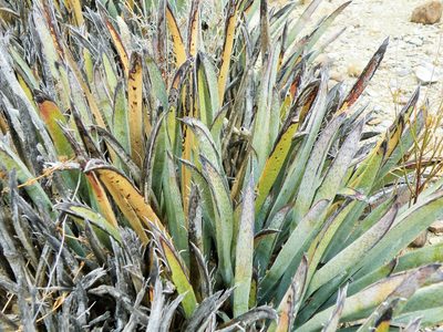 Yucca endlichiana, photographed by amantedarmanin