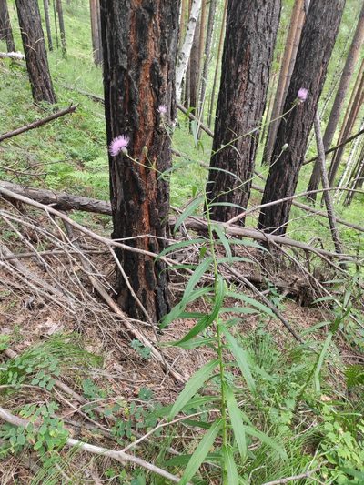 Cirsium serratuloides, photographed by Юлия