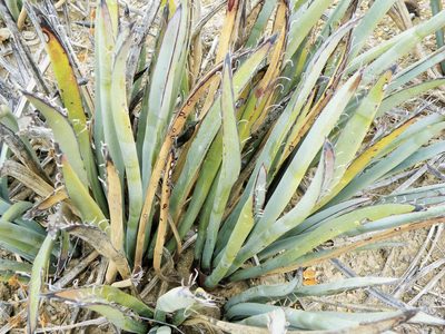 Yucca endlichiana, photographed by amantedarmanin