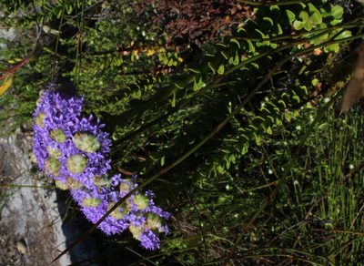 Pseudoselago pulchra, photographed by Tony Rebelo