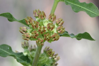 Asclepias obovata, photographed by Kim