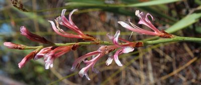 Tritoniopsis dodii, photographed by Tony Rebelo