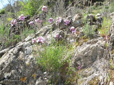 Erysimum linifolium, photographed by José Luis Camaño