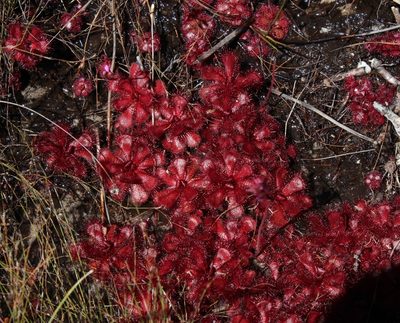 Drosera slackii, photographed by Tony Rebelo