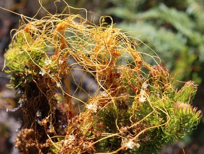 Cuscuta angulata, photographed by Tony Rebelo