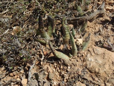 Gasteria carinata, photographed by Nicola van Berkel