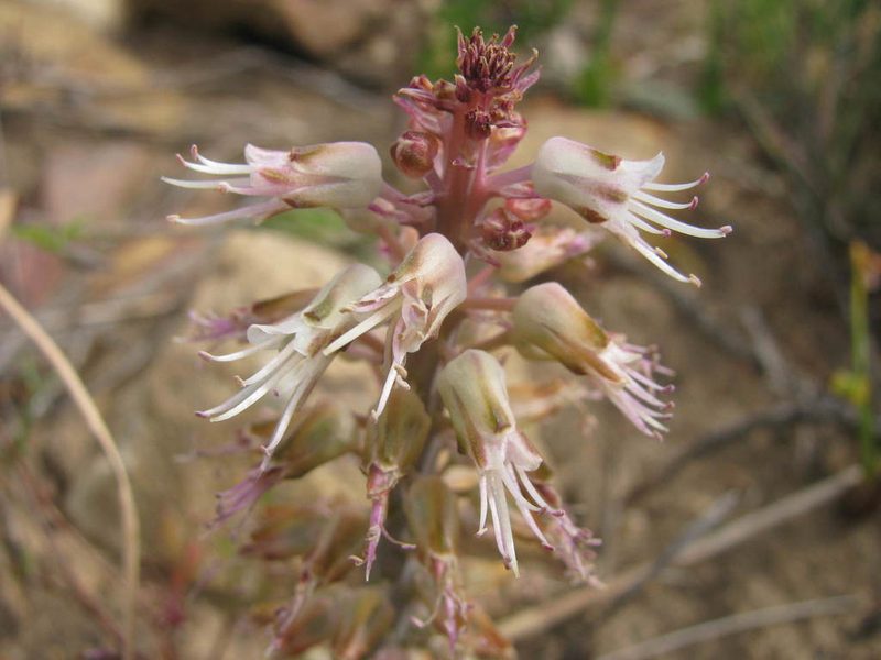 Lachenalia stayneri, photographed by douglaseustonbrown