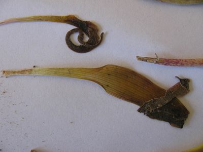 Lachenalia stayneri, photographed by douglaseustonbrown