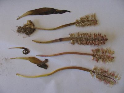 Lachenalia stayneri, photographed by douglaseustonbrown