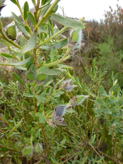 Liparia racemosa, photographed by Di Turner