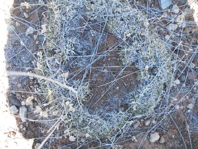 Eragrostis truncata, photographed by Antoinette Eyssell Knox