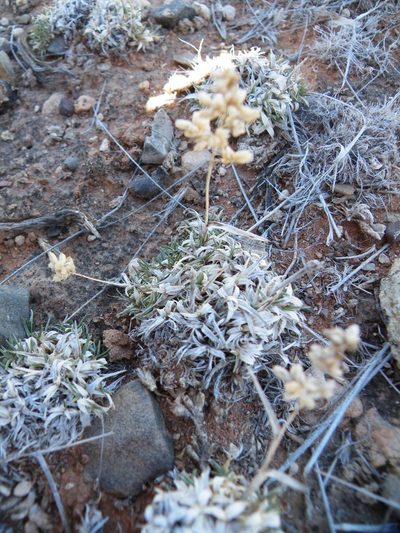 Eragrostis truncata, photographed by Antoinette Eyssell Knox