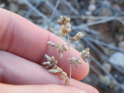 Eragrostis truncata, photographed by Antoinette Eyssell Knox