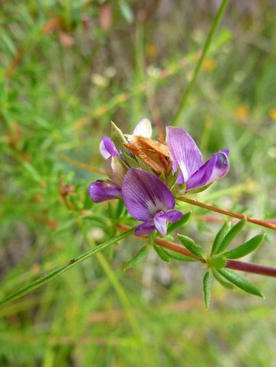 Psoralea ensifolia, photographed by Di Turner