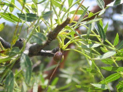 Bursera multijuga, photographed by Viacheslav Shalisko