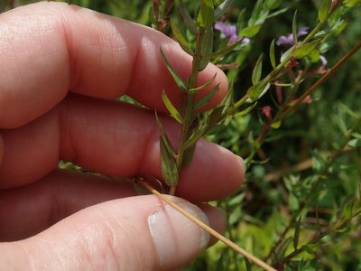 Lythrum alatum, photographed by Lynn Harper