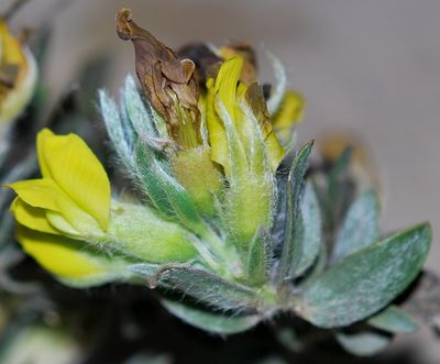 Xiphotheca reflexa, photographed by Charles Stirton