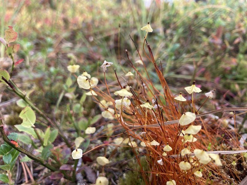 Splachnum luteum, photographed by bartholomewhasty