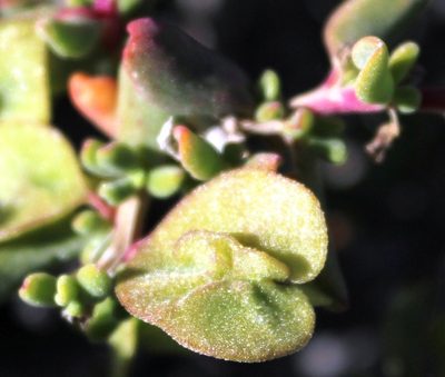 Tetragonia sarcophylla, photographed by Tony Rebelo