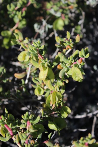 Tetragonia sarcophylla, photographed by Tony Rebelo