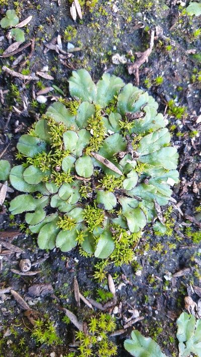 Riccia inflexa, photographed by Andrew Thornhill