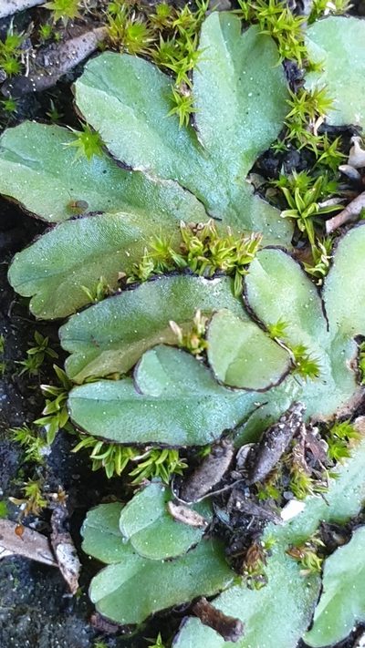 Riccia inflexa, photographed by Andrew Thornhill