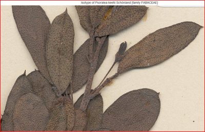 Psoralea keetii, photographed by Charles Stirton