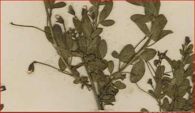 Psoralea keetii, photographed by Charles Stirton