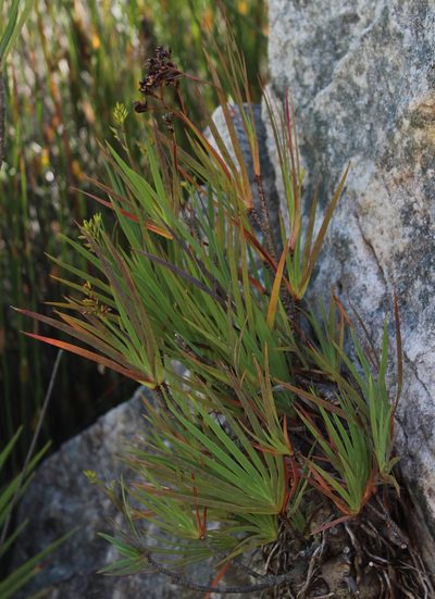 Nivenia corymbosa, photographed by Tony Rebelo