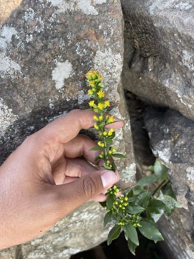 Solidago sciaphila, photographed by Brandon Corder