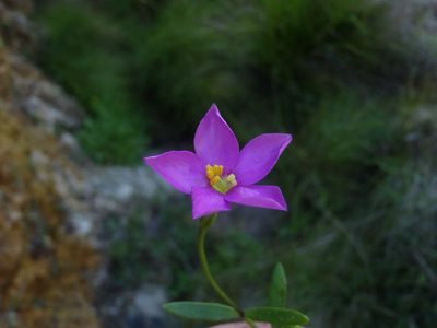 Chironia tetragona, photographed by Nicola van Berkel