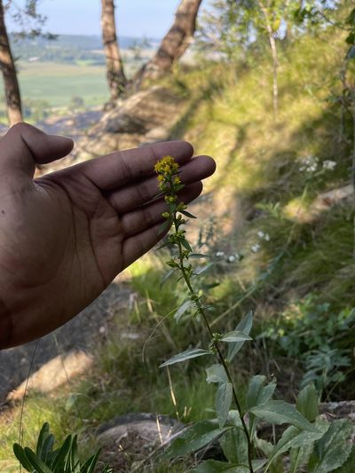 Solidago sciaphila, photographed by Brandon Corder