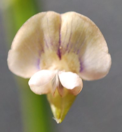 Psoralea glaucina, photographed by Charles Stirton