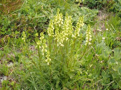 Pedicularis contorta, photographed by John Brew