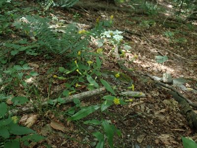 Hieracium paniculatum, photographed by Lynn Harper