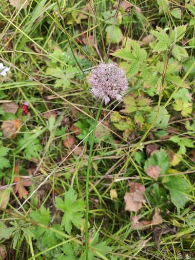 Allium splendens, photographed by Юлия