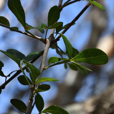Searsia pterota, photographed by Andrew Gillespie