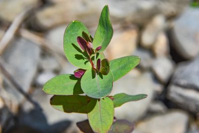 Hypericum virginicum, photographed by Jay Pruett